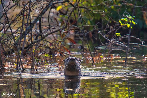 “Well hello there hooman!” River Otter...