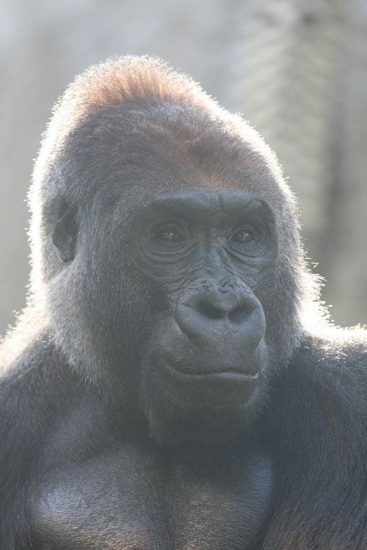 Original version: Gorilla at San Diego Zoo; backli...