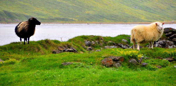2 - A pair of sheep at Kaldalon fjord...