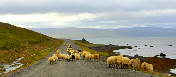 9 - A flock of sheep on the road at Kaldalon fjord...