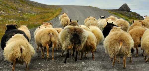 10 - A flock of sheep in full run on the road at K...
