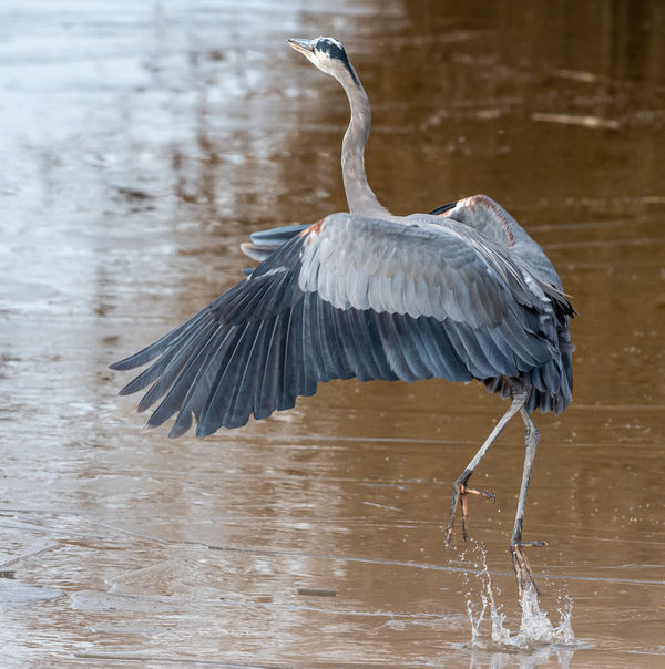 Farmington Bay Birds: Today I traveled to Farmington Bay Wildlife ...