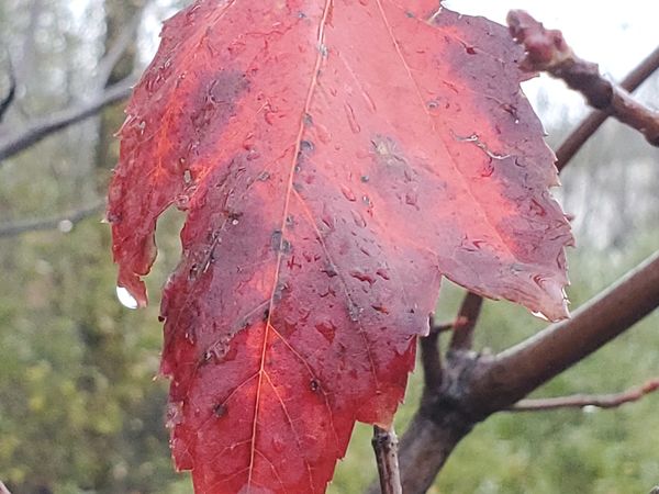 Water droplets on this red leaf....