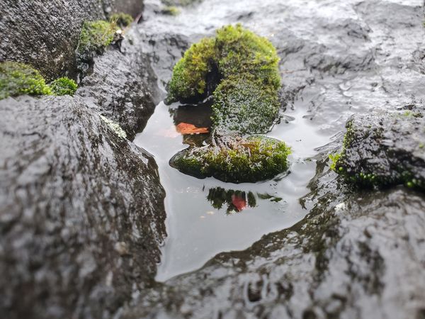 Puddle, moss and reflection on this large rock bes...