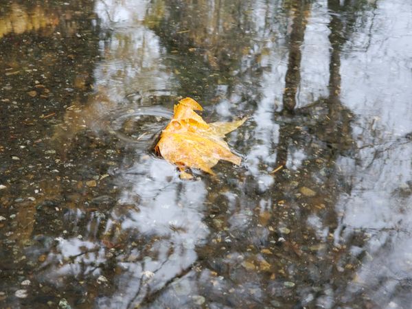 Leaf floating in a puddle....