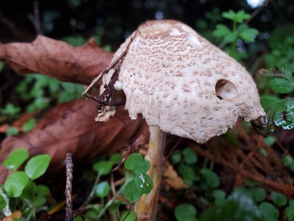 Sheltered under trees, this mushroom 🍄 was kept d...