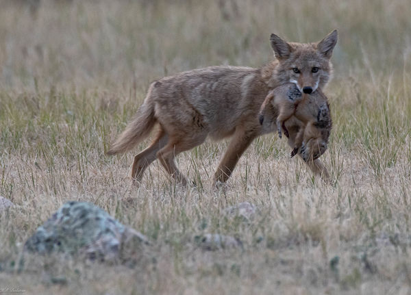 Badlands Coyotes: These are several shots of coyotes taken in the last ...