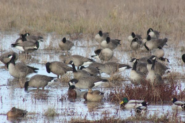 Canada Geese, Mallard Ducks...