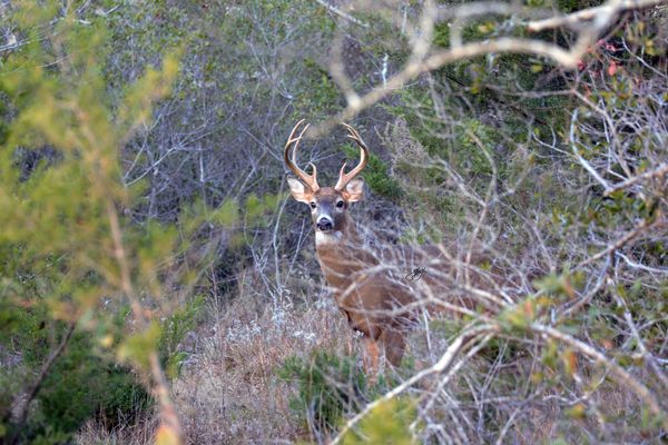 This gorgeous buck was watching.........