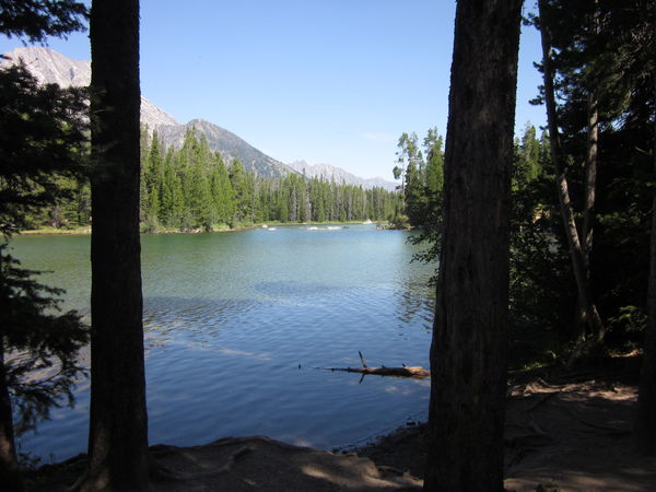 Lake waters framed between 2 Lodgepole treess...