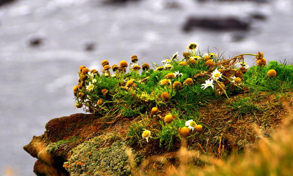 4 - Tenacious wildflowers at the edge of the Latra...