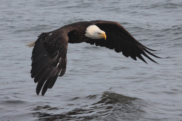 Bald Eagle while in Alaska...