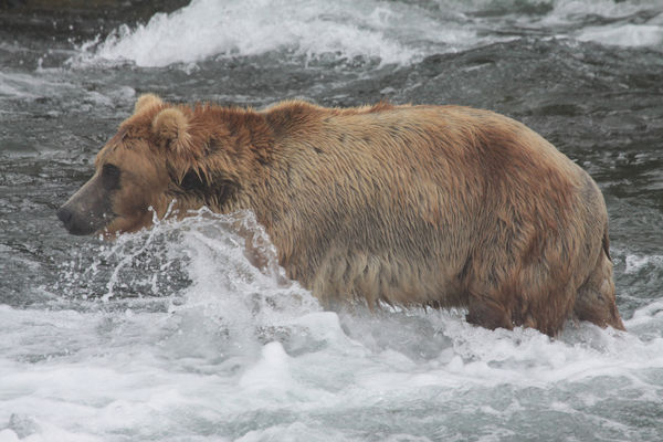 Grizzly Bear at Brooks Falls, Alaska...