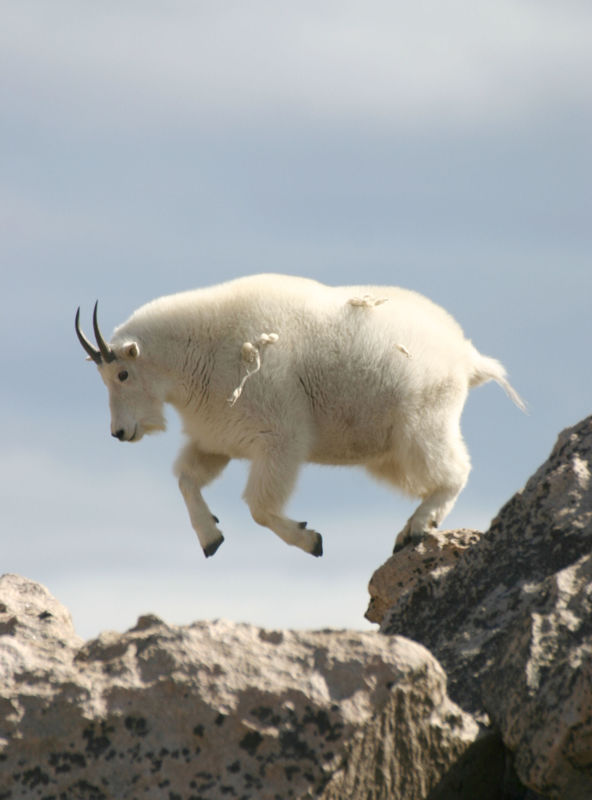 Mountain Goat at Mt. Evans, Colorado...
