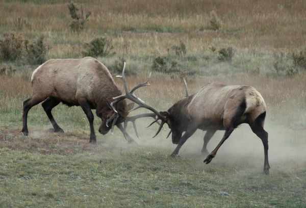 Fighting Elk in Rocky Mountain N.P....