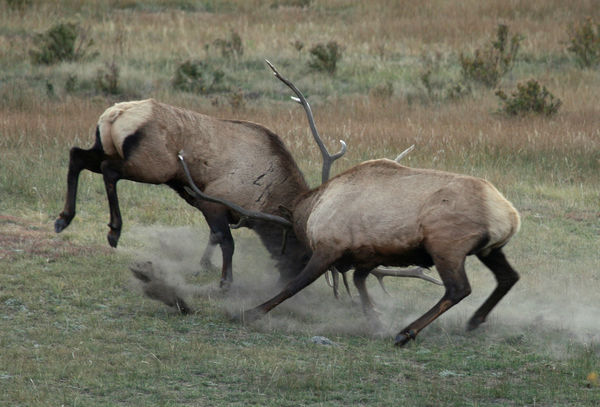 Fighting Elk in Rocky Mountain N.P....