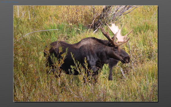 Moose at Grand Teton N.P....