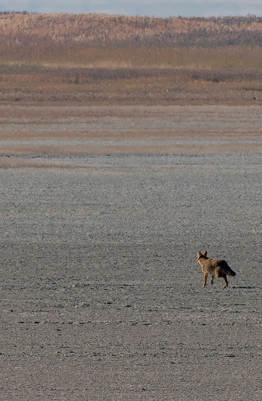 Coyote on his way to the island...