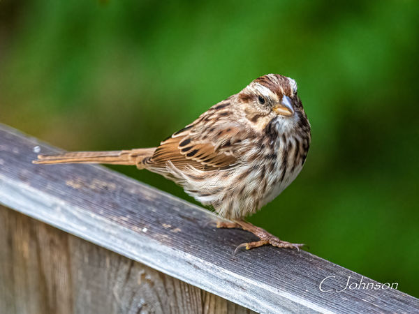 Song Sparrow...