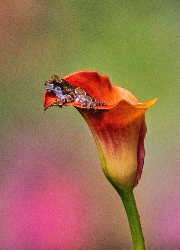 tree frog in calla lily...