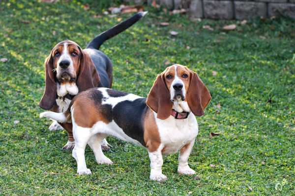 And My Bassets...