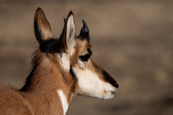 Young Buck Pronghorn...