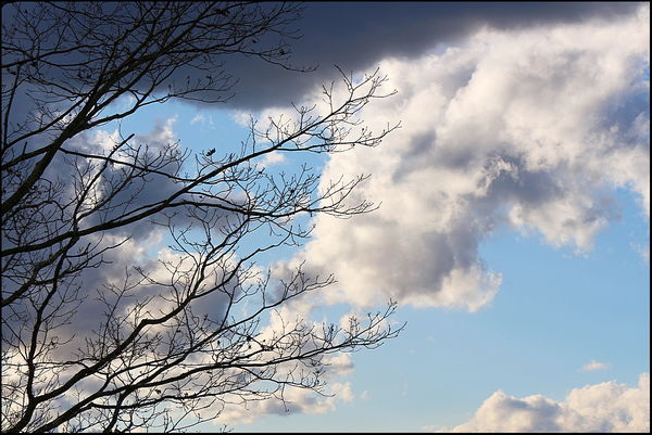 3. Bare tree limbs against a cloudy sky....