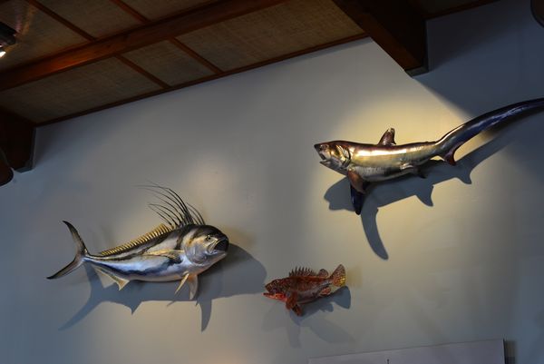 Fish mounts at a local seafood joint...