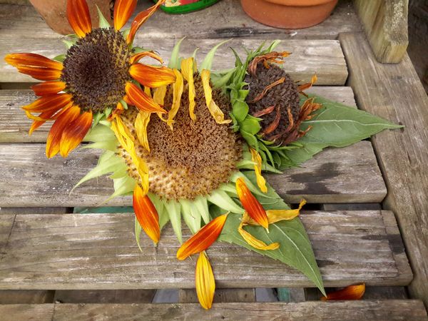 Still life on planting table from drying sunflower...