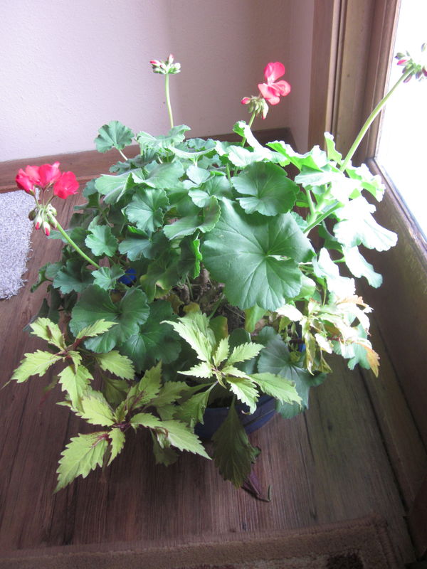Geranium & Coleus in pot by front door...