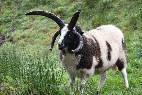 A Rare Four Horned Jacob Sheep...
