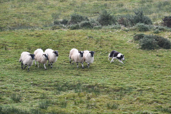 Herding a Group of Connemarra Black Faced Sheep...