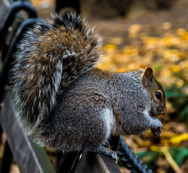 3 - Bushy-tailed squirrel at Washington Square Par...