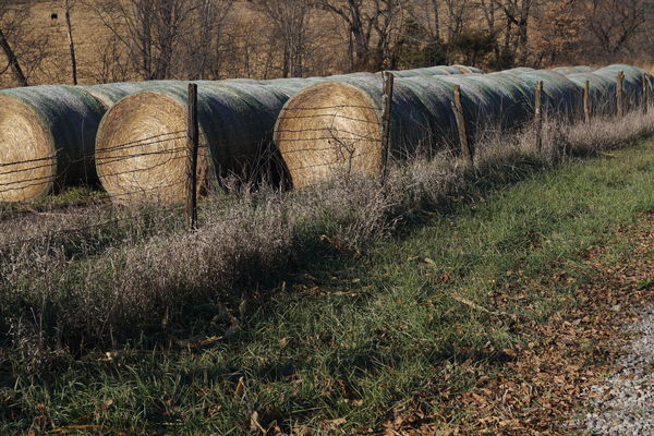 field fence.  we usually had corn, wheat, or oats ...