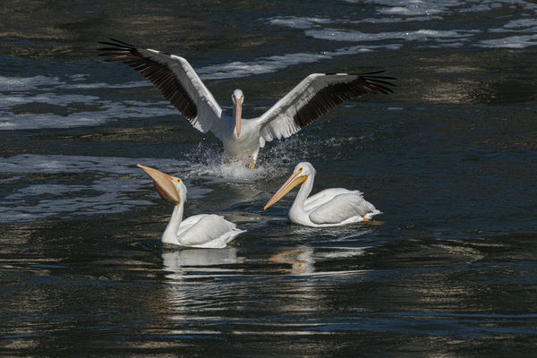 And pelicans, of course!...