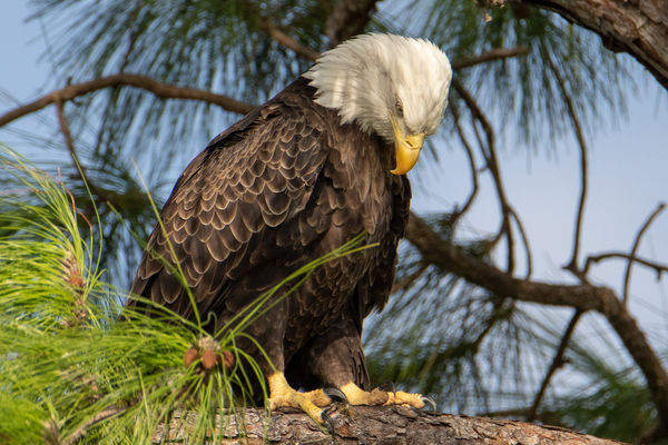 Female, fully mature Bald Eagle...