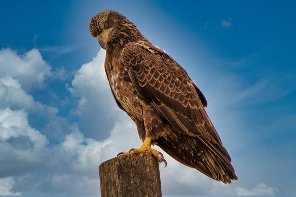same juvenile female Bald Eagle...