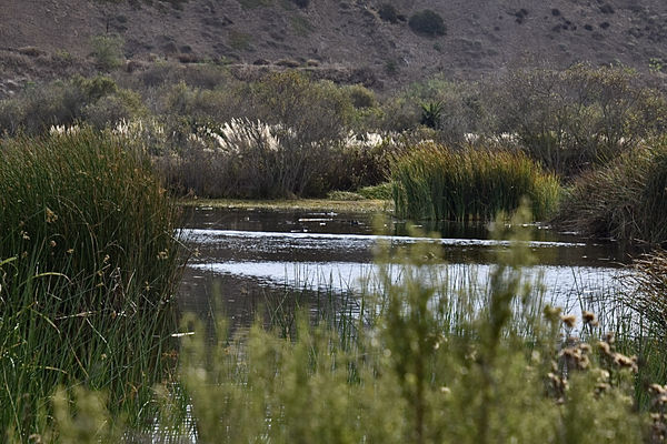 Wetlands in Playa Vista, CA: Took a walk in the Wetlands area yesterday ...