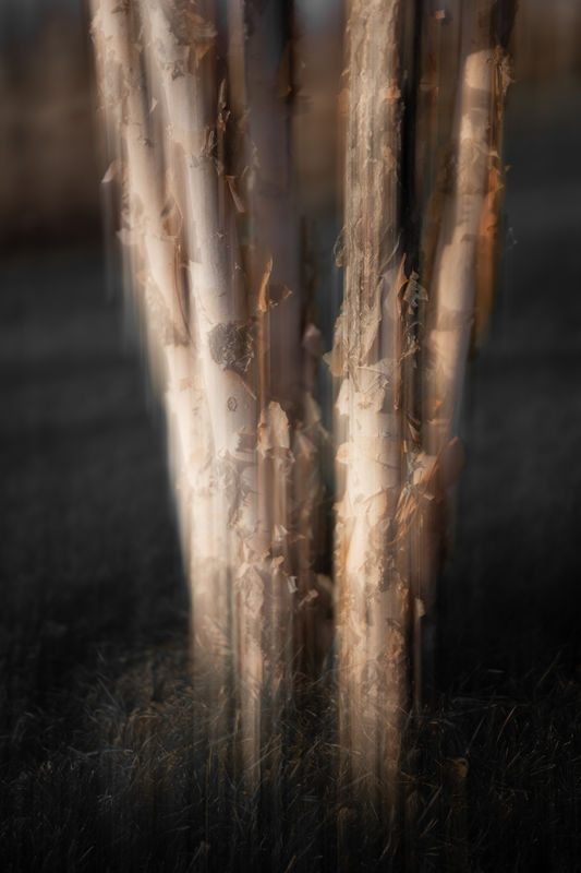ICM on a Birch Tree – late afternoon....