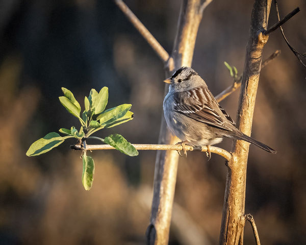 White-crowned Sparrow (Nikkor 200-500)...