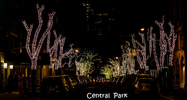 1 - Trees on a street near Central Park tightly wr...