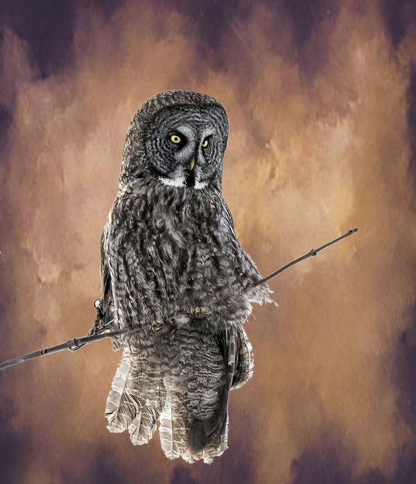 Great Grey Owl...