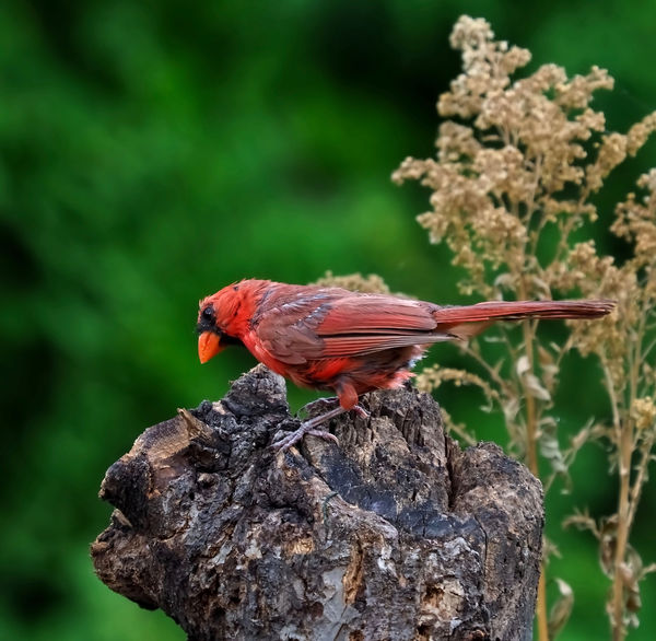 Male Cardinal experiencing a typical molt.  It's v...