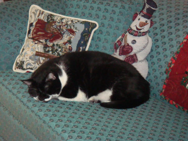 Cici liked dozing among Dee's seasonal pillows....