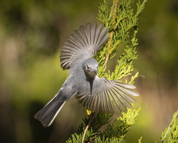Blue-gray Gnatcatcher taking flight...