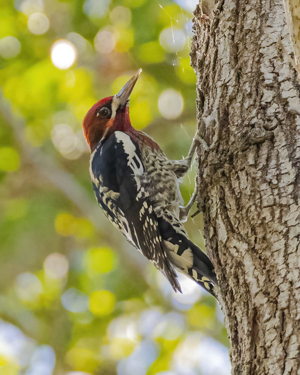 Red-breasted Sapsucker...