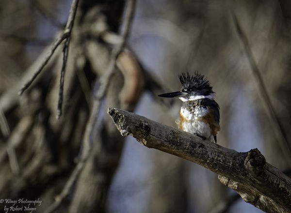 Female Belted Kingfisher looking for breakfast...