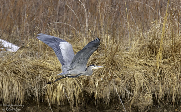 Great Blue Heron doing a Fly By...