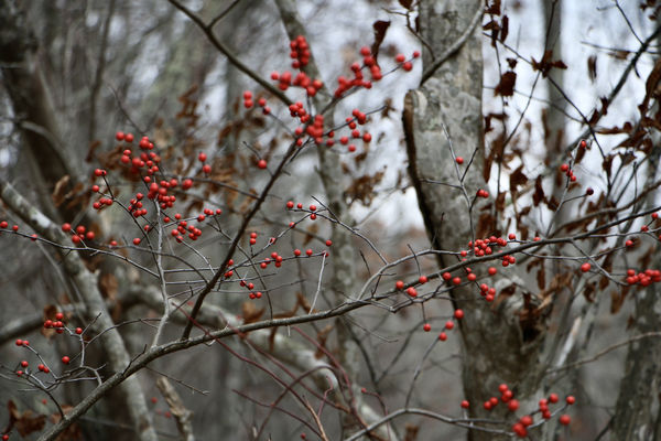 Red berries are always a welcome sight at winter!...