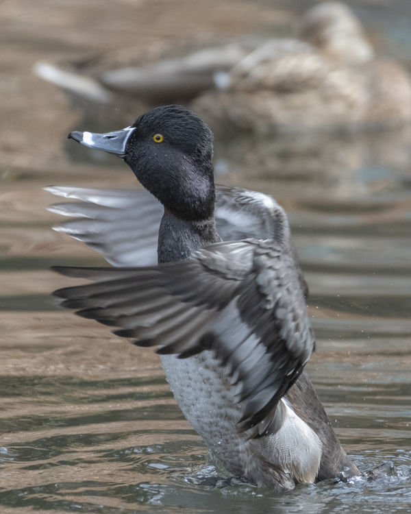 Ring-necked Duck taking flight (Irvine Regional Pa...